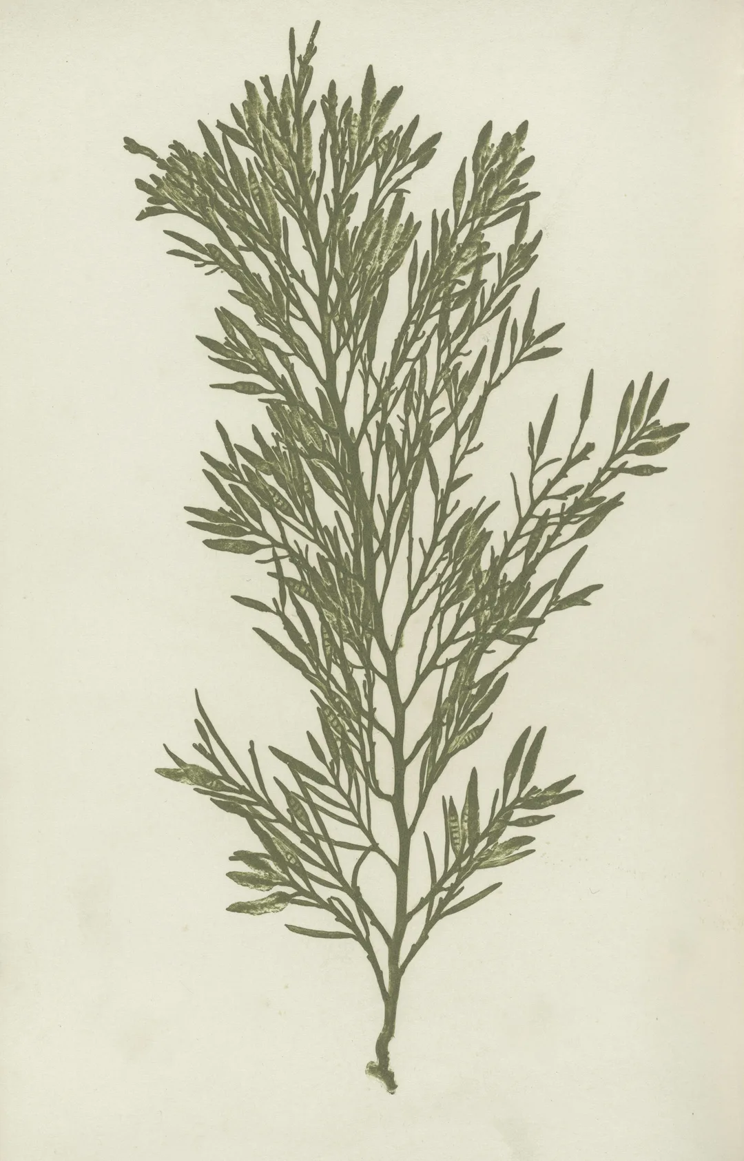 Image description
